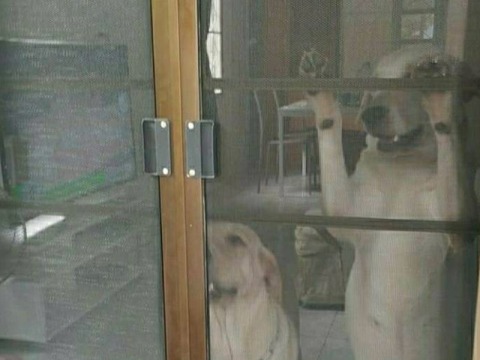 ซ่อมมุ้งลวดกันหมาข่วน